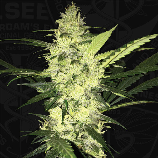 LA S.A.G.E. 2 u. fem. T.H. Seeds