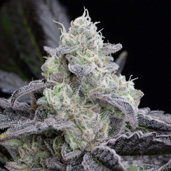L.A. Vanilla Cake 5 ud Silent Seeds