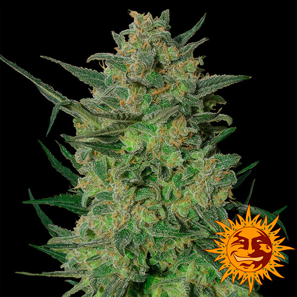 LSD 1 u. fem. Barney's