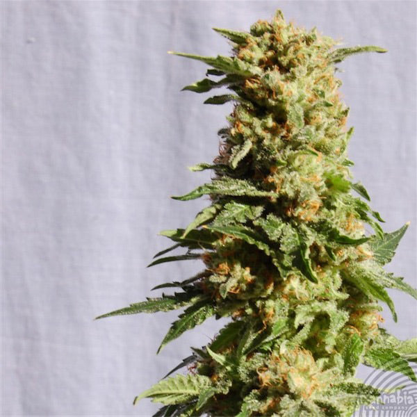 La Blanca 5 u. fem. Kannabia Seeds