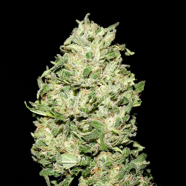 La Bruta 1 female unit. Quercus Seeds