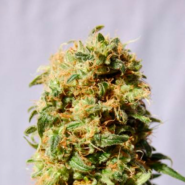La Reina de Africa 3 u. fem. Kannabia Seeds