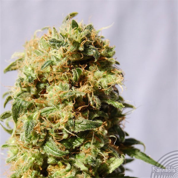 La Reina de Africa 5 u. fem. Kannabia Seeds