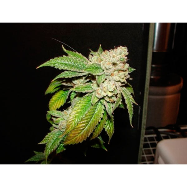 Larry OG Kush 6 pz. fem. The Cali Connection