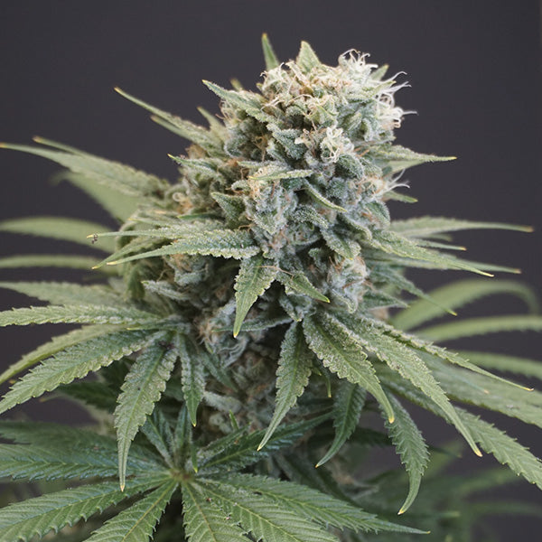 LeMello 6 female seeds Karma Genetics