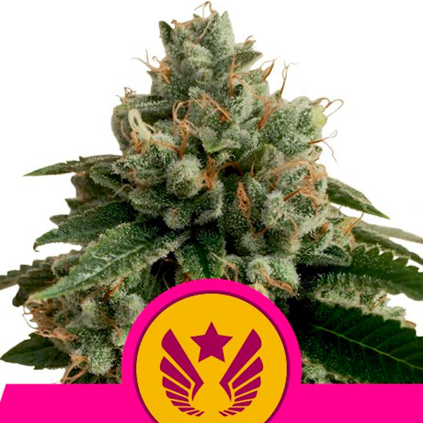 Legendary Punch 1 pc. fem. Royal Queen