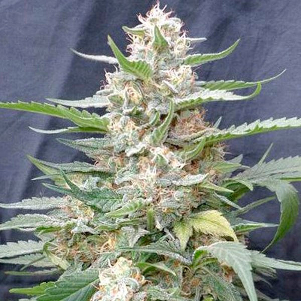 Lemon Amber Kush 5u. G13 Labs