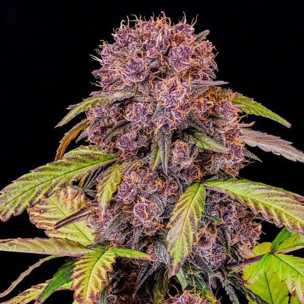 Lemon Cherry Cookies Auto 1 u. fem. FastBuds Seeds