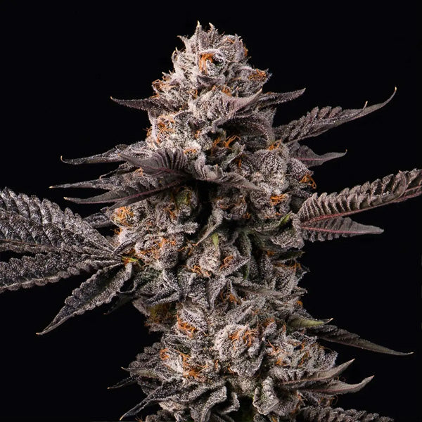 Lemon Cherry Gelato x Berniehana Butter 6 fem. seeds Cookies Seed Bank