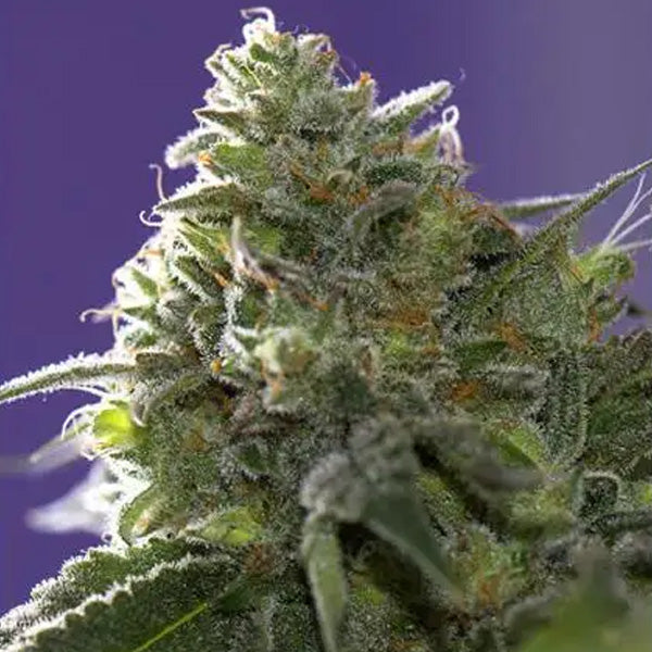 Lemon Cherry Gelato x Ice Cream 3+1 u. fem. Vision Seeds