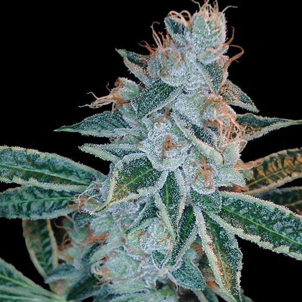 Lemon OG Kush 10 pcs. fem. DNA Genetics