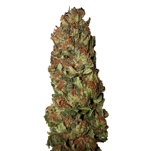 Lemon Pie (0,5/15) 3 u. fem. CBD+ Buds