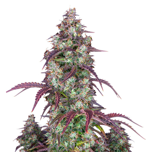 Lemon Pie Auto 1 u. fem. FastBuds Seeds