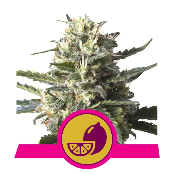 Lemon Shining Silver Haze 1 pc. fem. Royal Queen