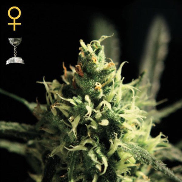 Lemon Skunk 1 pz. fem. Green House