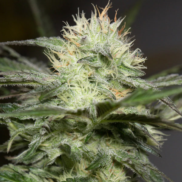 Lemon Sorbet 3 ud Silent Seeds