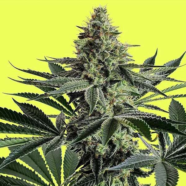 Lemon Storm 3 u. fem Pure Instinto