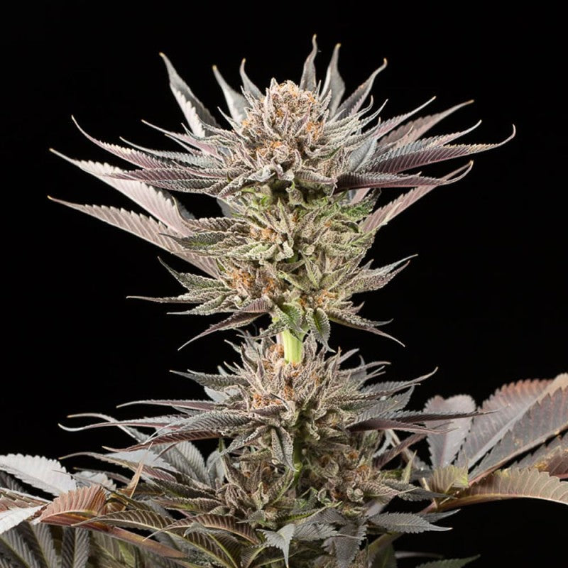 Lemon Tree 2.0 "by Lemon Tree" 10 ud Silent Seeds