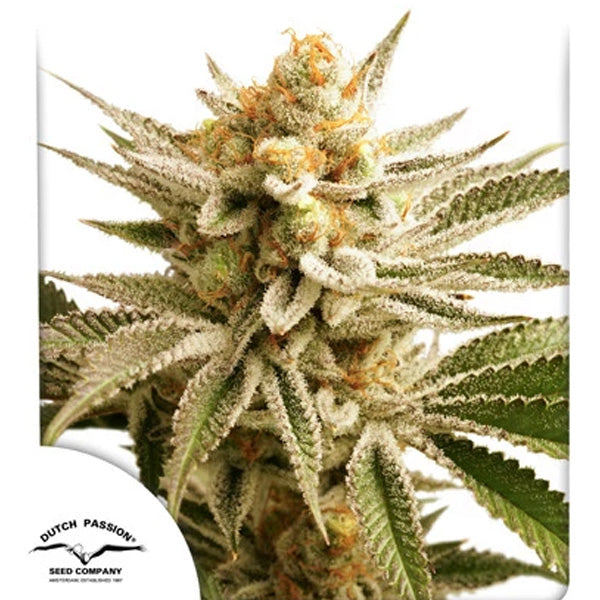 Lemon Z 10 u. fem. Dutch Passion