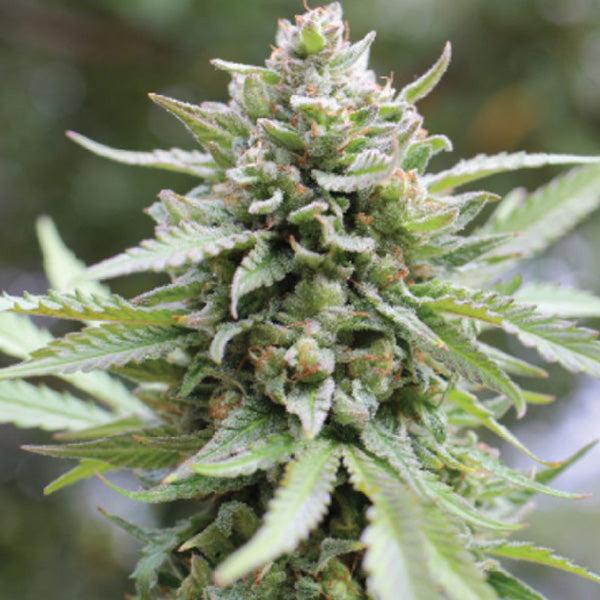 Lemongrass 3 u. fem Humboldt Seeds Company