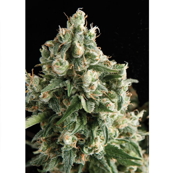 Lennon 1 u. blister x 12 u. fem. Pyramid Seeds