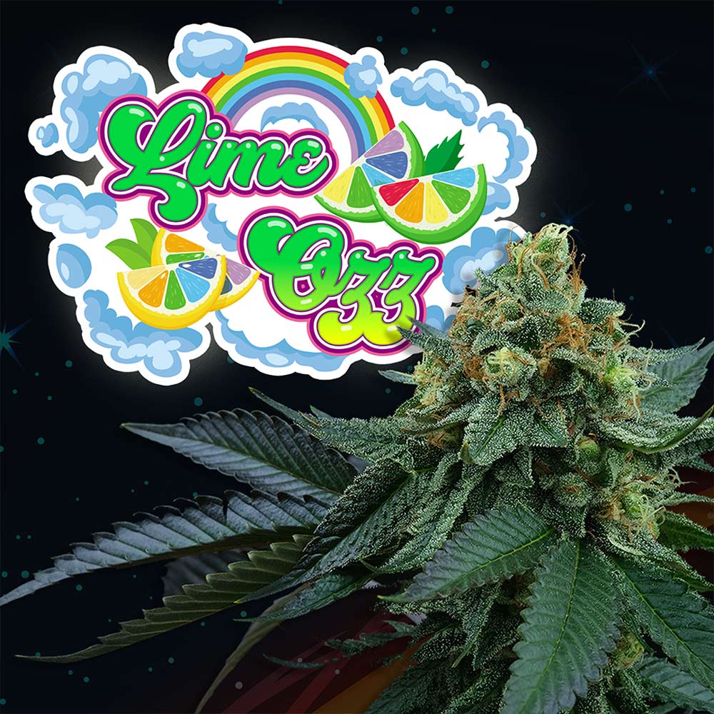 Lime OZZ 3+1 pz. fem Perfect Tree