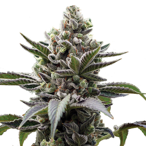 Lithium OG Kush 5 u. fem. Nirvana