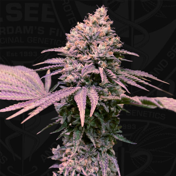 London Mint Cake 2 u. fem. 710 Limited Pack T.H. Seeds.