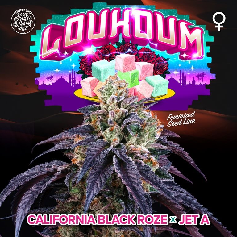 Loukoum 3+1 u. fem Perfect Tree