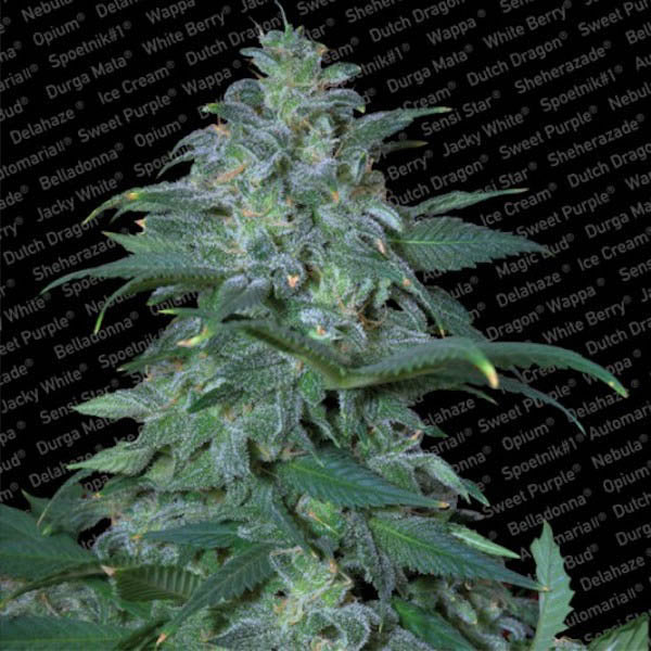 Magic Bud 5 pz. fem. Paradise Seeds