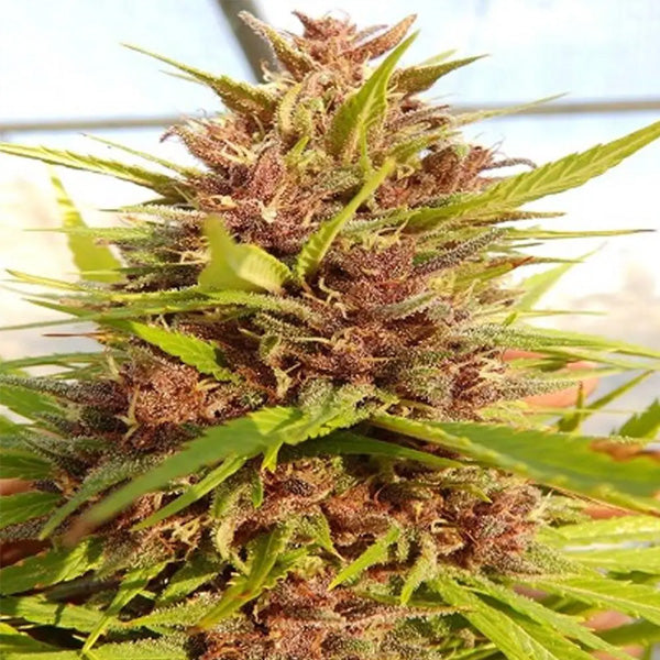 Malawi x PCK 5 unità Regolare Ace Seeds