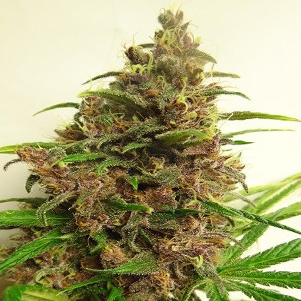 Malawi x PCK 3 units fem. Ace Seeds