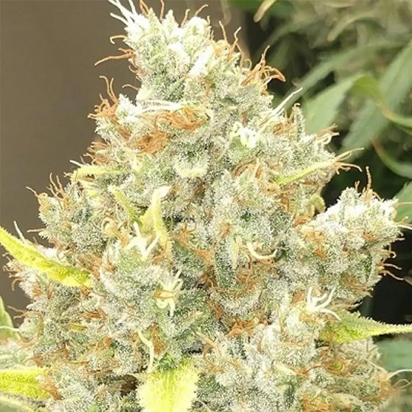 Malawi x Panama 5 u. Regular Ace Seeds