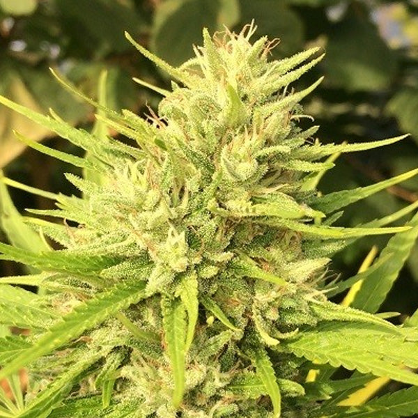 Malawi x Panama 5 fem. seeds Ace Seeds