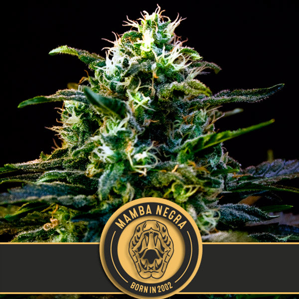 Black Mamba CBD 3 pc. fem. Blimburn Seeds