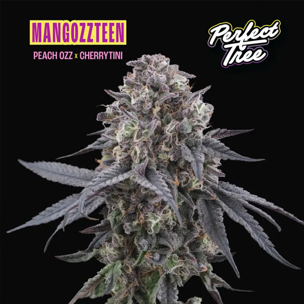 Mangozzteen 6 u. fem Perfect Tree