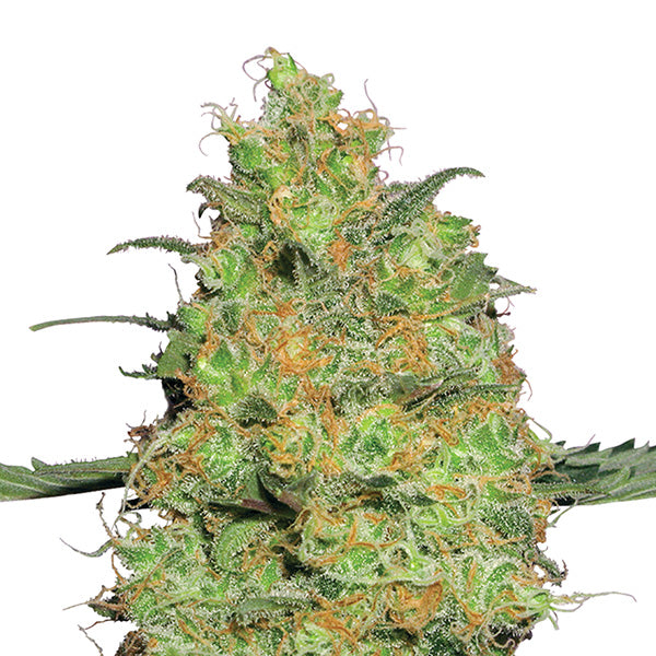Master Kush 5 pc. fem. Nirvana