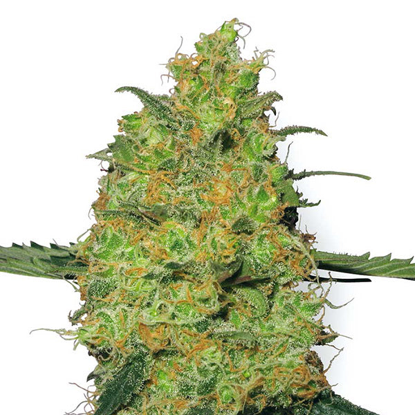 Master Kush 5 u. fem. White Label