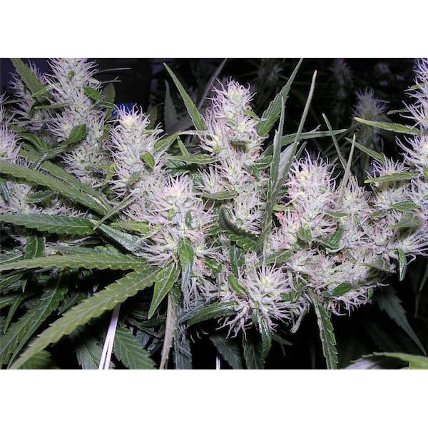 Masterkush 5 pz. fem. Dutch Passion