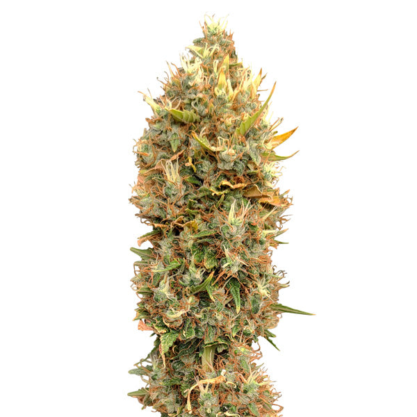 Masterkush CBG 10 u. fem. CBD+ Buds