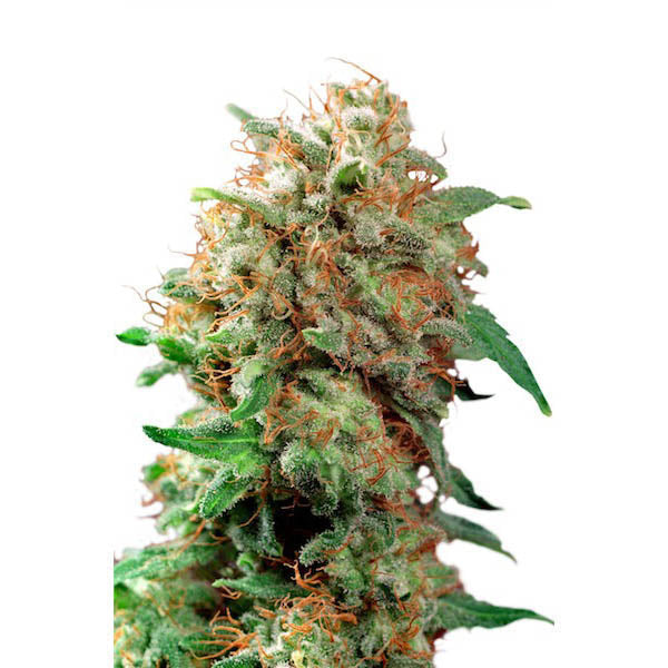 Mazar 10 pz. reg. Dutch Passion