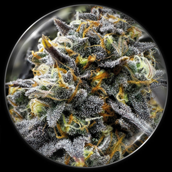 Medical Donuts 10 u. fem. Medical Seeds