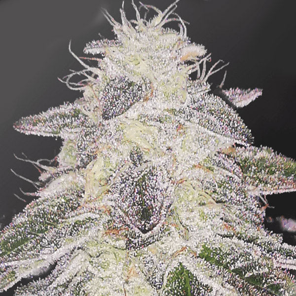 Medical Runntz 5 ud Medical Seeds