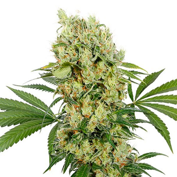 Medikit CBD 1 u. Blister x 10 fem. Buddha Seeds