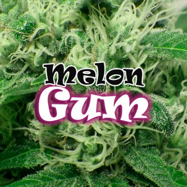 Melon Gum 8 female seeds Dr Underground