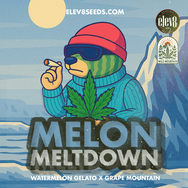 Melon Meltdown 6 ud. fem Elev8 Seeds