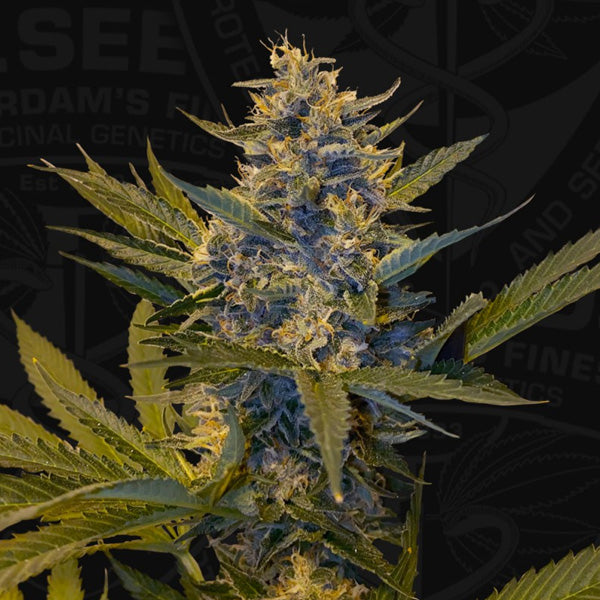 Melonsicle 5 u. fem. 710 Limited Pack T.H. Seeds