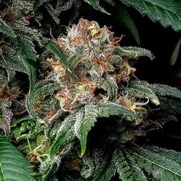 Mendo Breath 1 u. fem. Barney's
