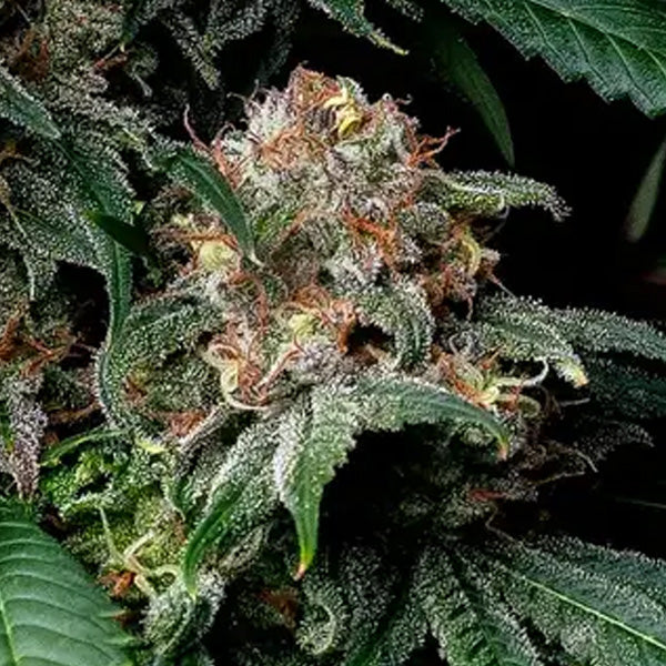 Mendo Breath 3 u. fem. Barney's