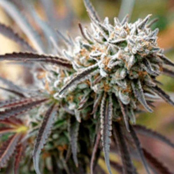 Mendo Gaspack 5 ud Humboldt Seed Organization